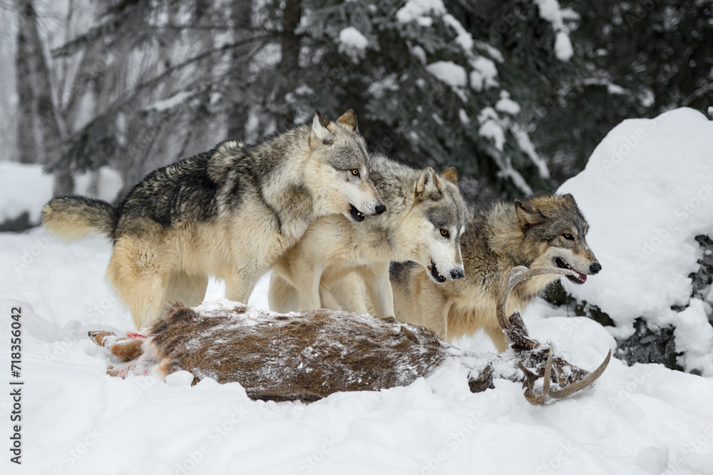 Grey Wolves (Canis lupus) Line Up Facing Right Atop Deer Carcass Winter