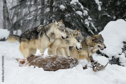 Grey Wolves (Canis lupus) Line Up Facing Right Atop Deer Carcass Winter © hkuchera