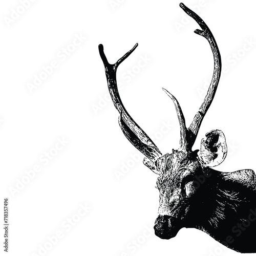 silhouette of a deer Hand-drawn set of Deer vector illustration deer engraving vector