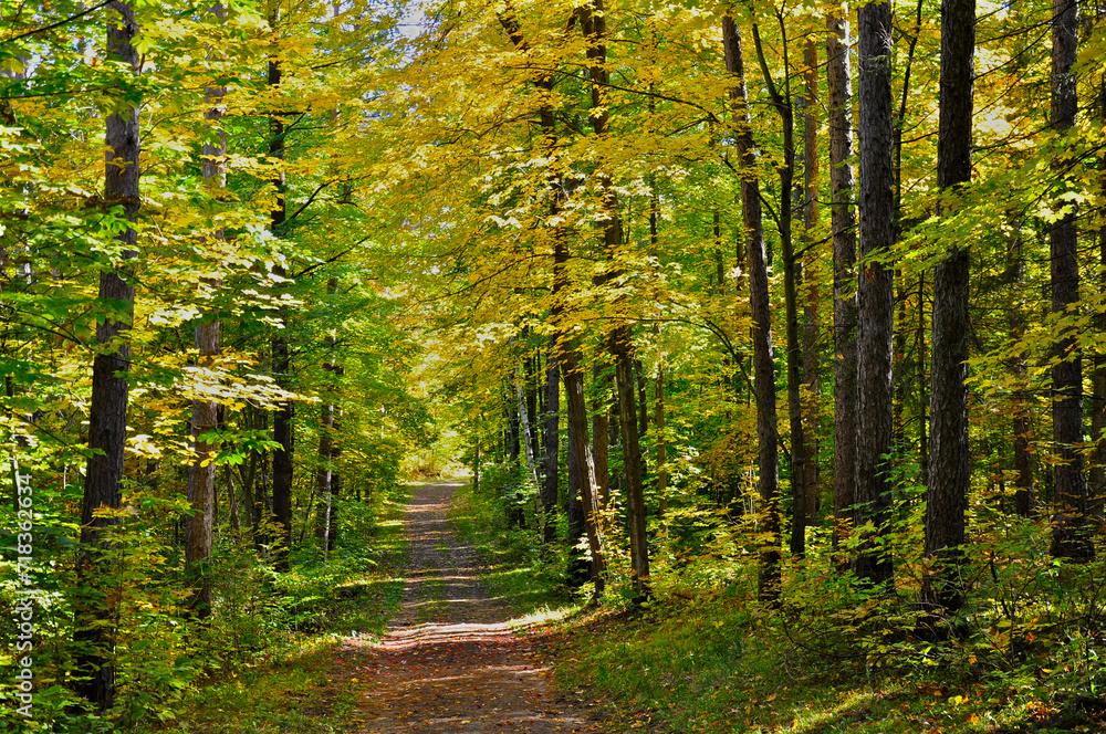  A footpath in the forest in autumn