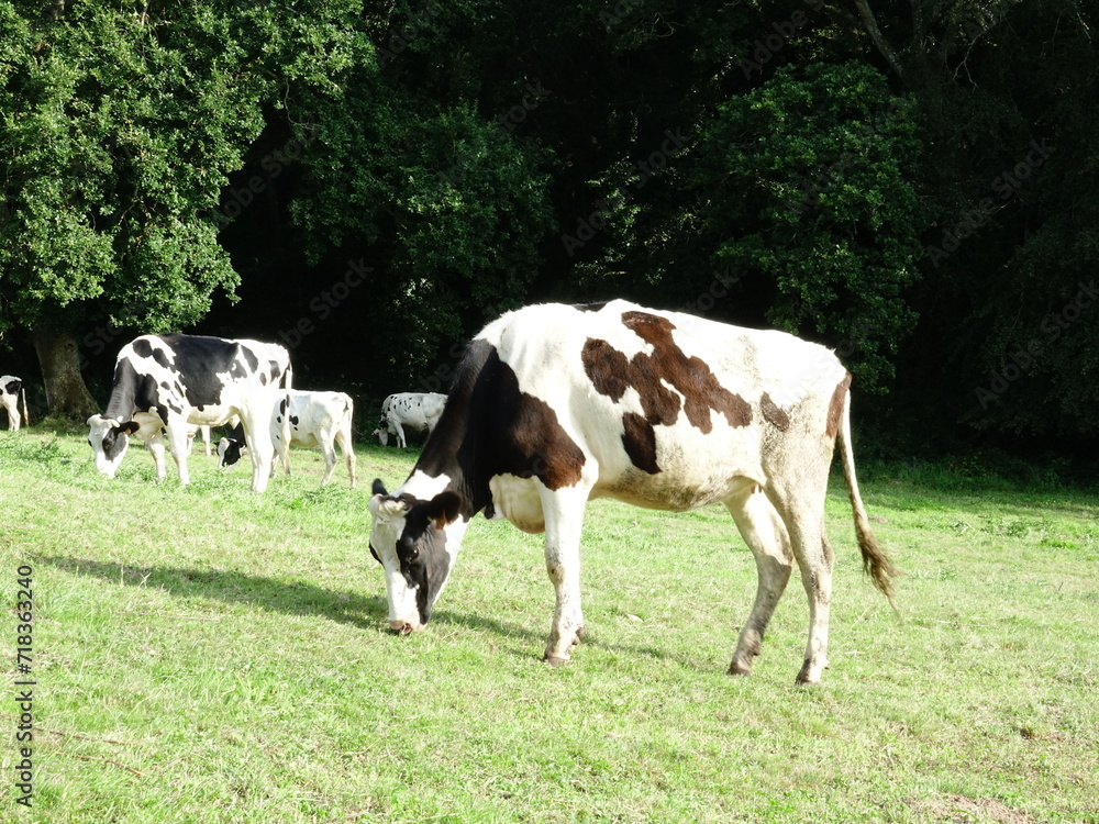 Vache Bretonne Pie Noire