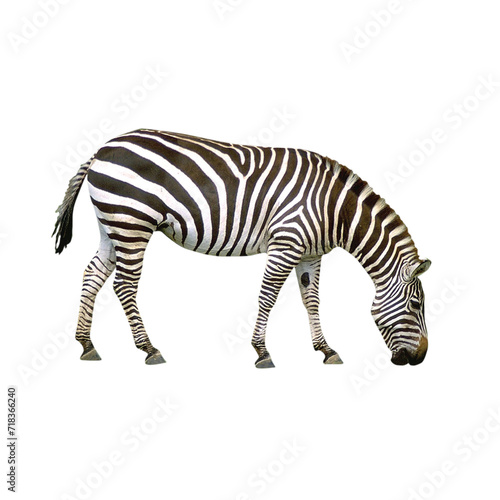 Zebra, Africa, Striped Isolated On Transparent Background