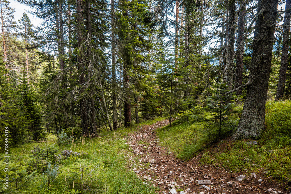 Fototapeta premium Trekking route in the summer forest. Sunny day in Pirin mountains above Bansko, Bulgaria.