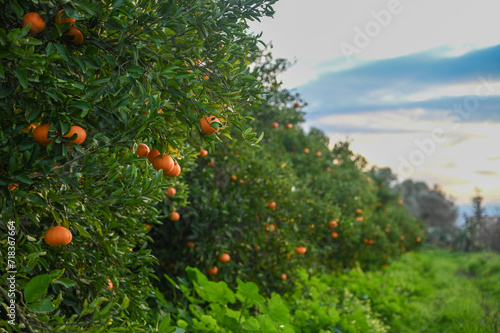 delicious juicy tangerines on a tree in the garden in winter on the Mediterranean 2