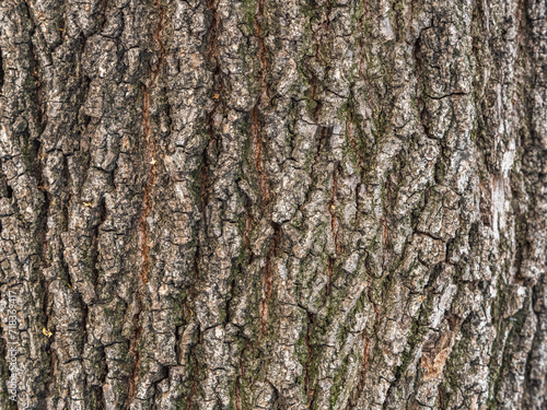 Bark texture and background of a old tree trunk. Detailed bark texture. © Dmitrii Potashkin
