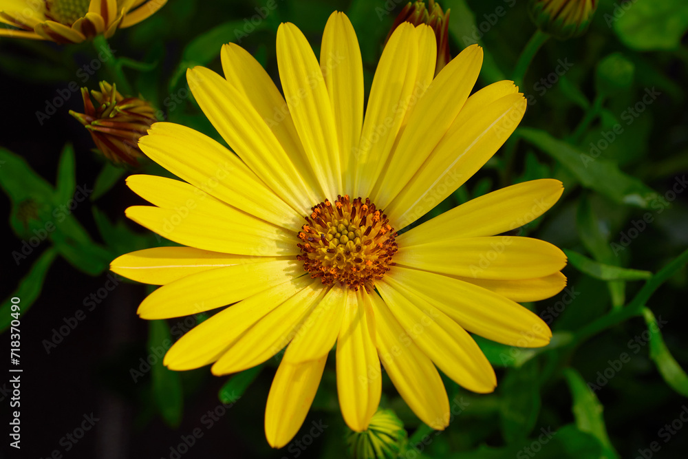 Beautiful African daisy (Osteospermum). Cape Daisy close-up Beautiful African daisy (Osteospermum). Cape Daisy close-up