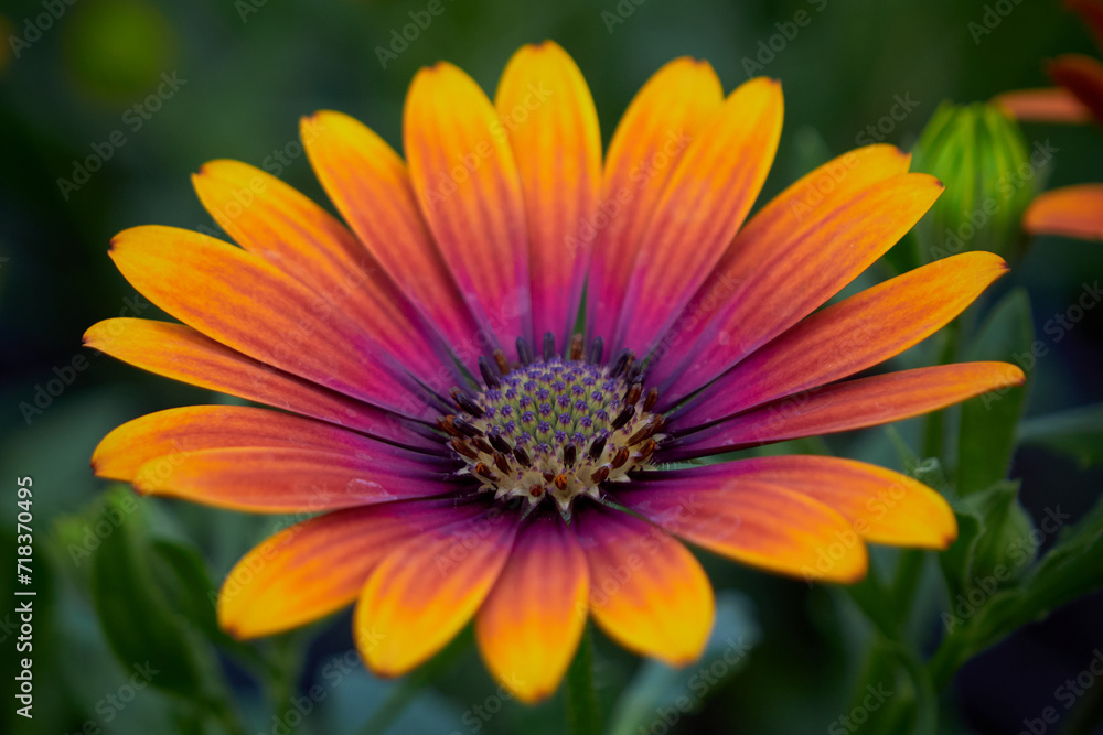 Beautiful African daisy (Osteospermum). Cape Daisy close-up Beautiful African daisy (Osteospermum). Cape Daisy close-up