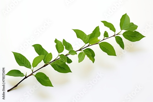 Green Leaves, Branch isolated onWhite Background,  Graphic Design,  Fresh Nature Elements
