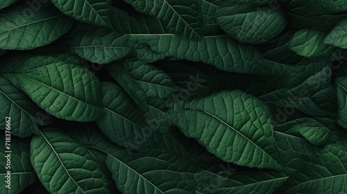  a close up of a green leafy plant with lots of leaves on the top of the leaves and bottom of the leaves on the bottom of the leaves.