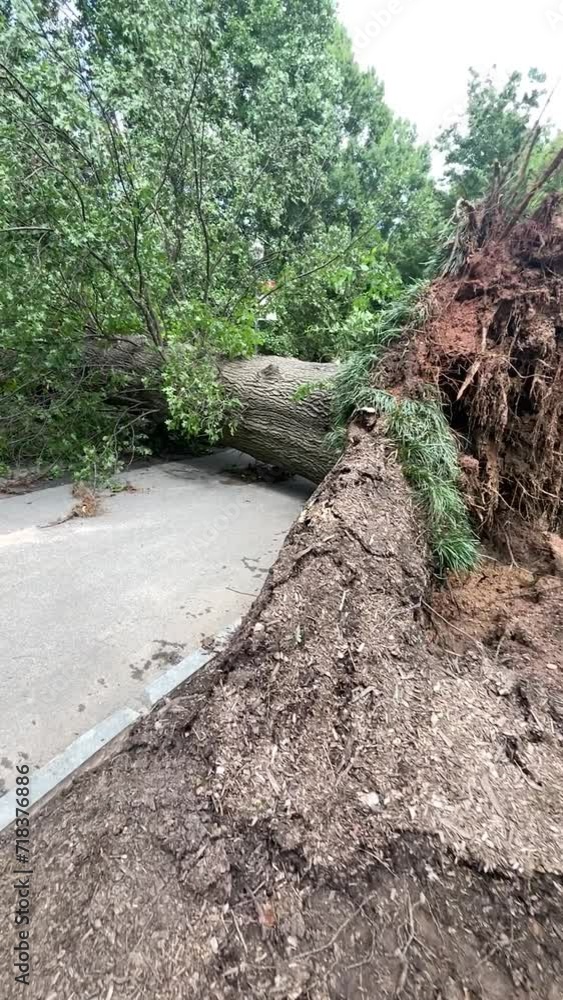Slow motion shows gigantic uprooted tree blocking walkway after storm Slow motion shows gigantic uprooted tree blocking walkway after storm
