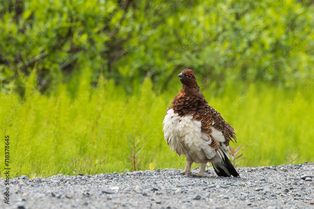 Male Willow Ptarmigan Closeup on the Ground Male Willow Ptarmigan Closeup on the Ground