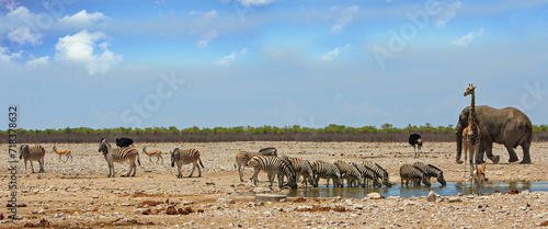Landscape image of a vibrant African waterhole with many varieties of animals - including Giraffe, Elephant, Ostrich, Zebra and Springbok. There is a natural bush background and blue sky