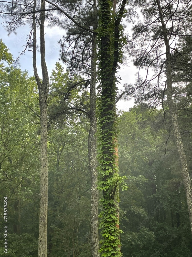 Naklejka premium forest in the morning