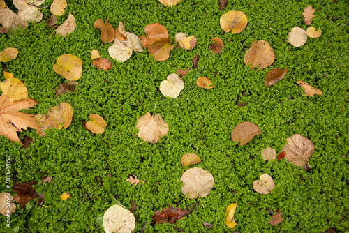 Fallen leaves in autumn on a blanket of green grass