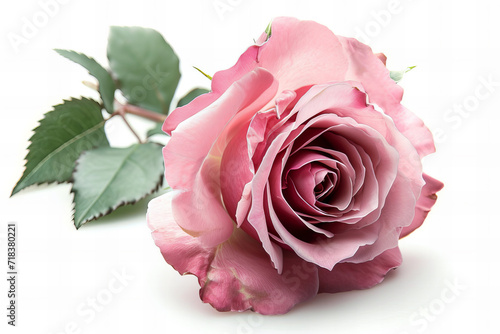 
pink rose isolated on white background