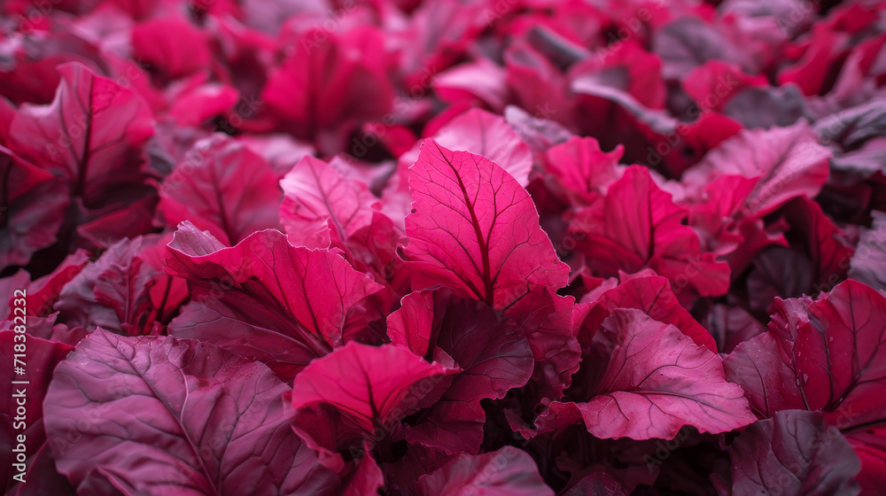 Beet leaves in the field Beet leaves in the field