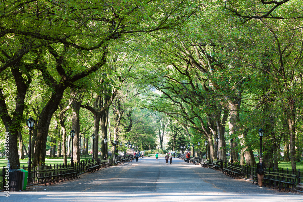 Tree lined street, the Mall in springtime, Central Park, New York, USA Tree lined street, the Mall in springtime, Central Park, New York, USA