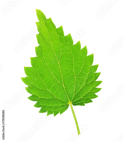 One stinging nettle leaf cutout