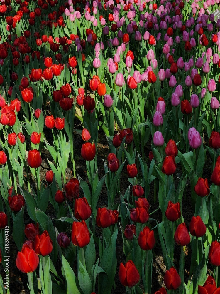 Colorful tulip blooming garden with amazing light Colorful tulip blooming garden with amazing light