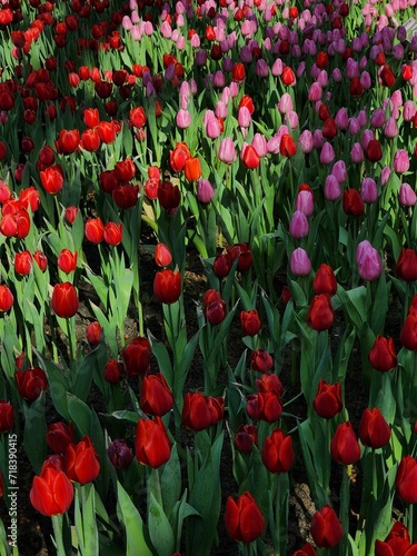 Colorful tulip blooming garden with amazing light 