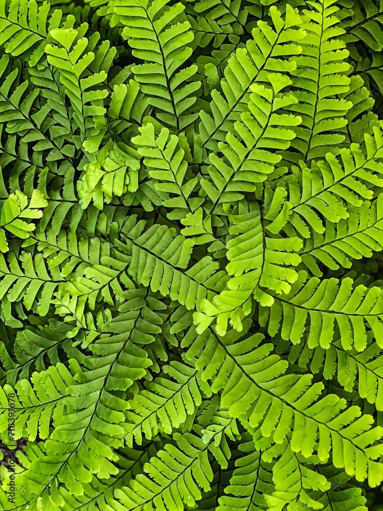 Lush closeup healthy green fern leaves texture background pattern
