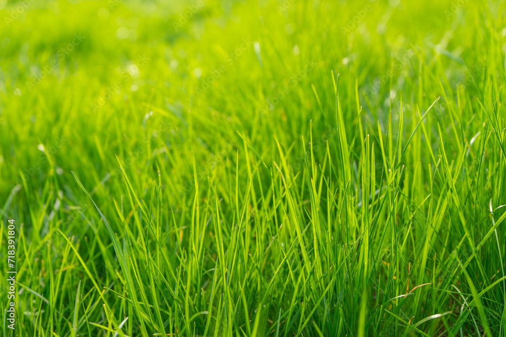 Green grass background texture. Green grass in meadow, field or lawn in spring on sunset. Natural plant , flora background, wallpaper, element of design. Ecology, environment concept. Green grass background texture. Green grass in meadow, field or lawn in spring on sunset. Natural plant , flora background, wallpaper, element of design. Ecology, environment concept.