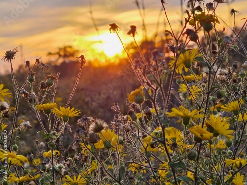 Sunrise and sunflowers