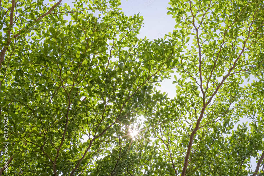 green leaves with a sky background green leaves with a sky background