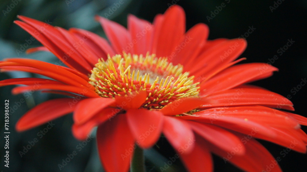roja zoom roja zoom