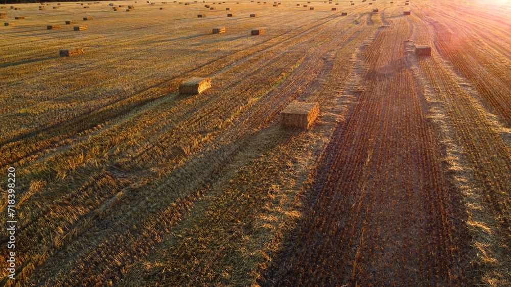 Naklejka premium Square bales of pressed wheat straw lie on the field after the wheat harvest at sunset and dawn. Compressed straw bales on farm land after harvest. Agricultural farming industry. Agrarian industrial
