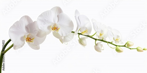 Close-up of white orchids (phalaenopsis) isolated on white background