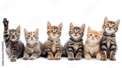 Row / group of multi colored kittens sitting on one line, looking straight to camera isolated on a white background