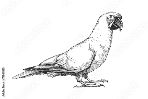 Vector hand-drawn illustration of Military Macaw in engraving style. Black and white sketch of parrot of South America isolated on white.