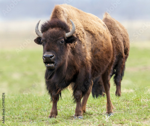 A large intimidating Bison approaching in a field at Rocky Mountain Arsenal Wildlife Refuge in Colorado.