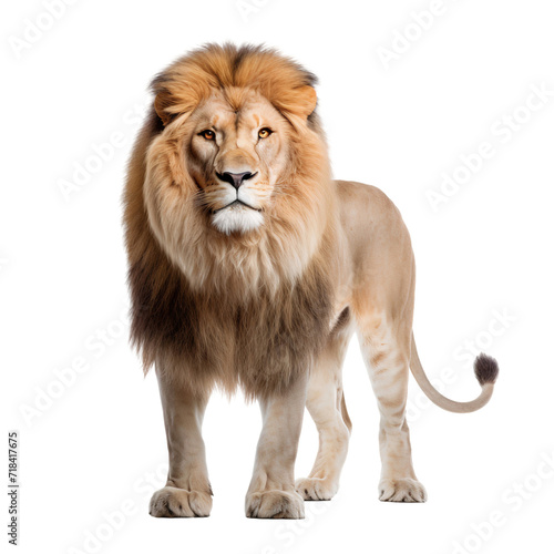 Portrait of a lion, full body standing isolated on white background