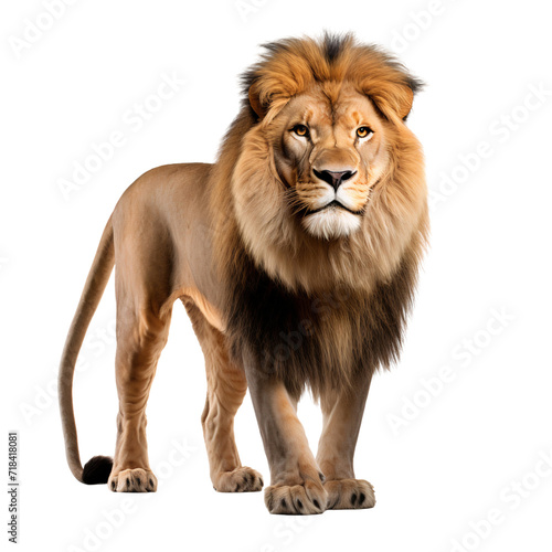 Portrait of a lion, full body standing isolated on white background © The Stock Guy