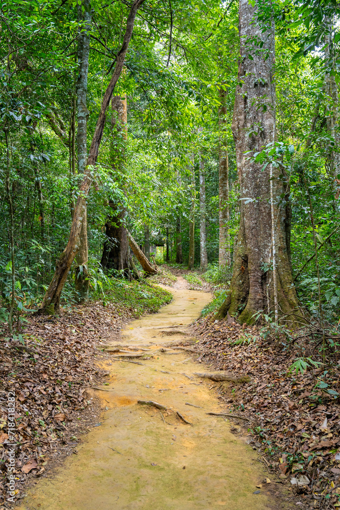 path through the forest path through the forest