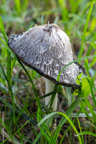 Coprinus comatus