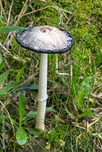 Coprinus comatus