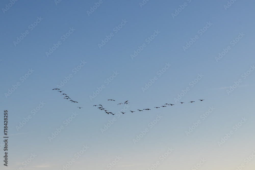 Canadian Geese Flying in Formation Canadian Geese Flying in Formation