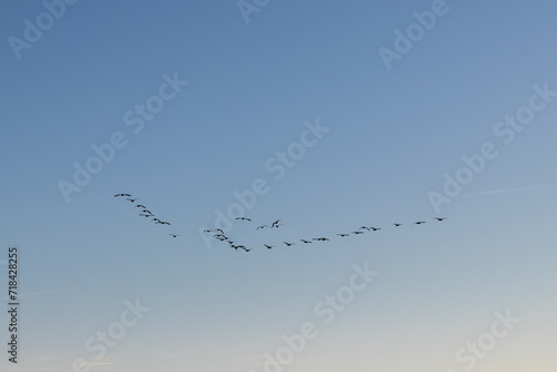 Canadian Geese Flying in Formation