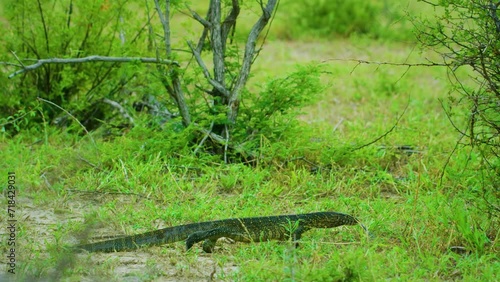 Varanus niloticus, Monitor lizards are lizards in the genus Varanus, the only extant genus in the family Varanidae. They are native to Africa, Asia, and Oceania.  photo