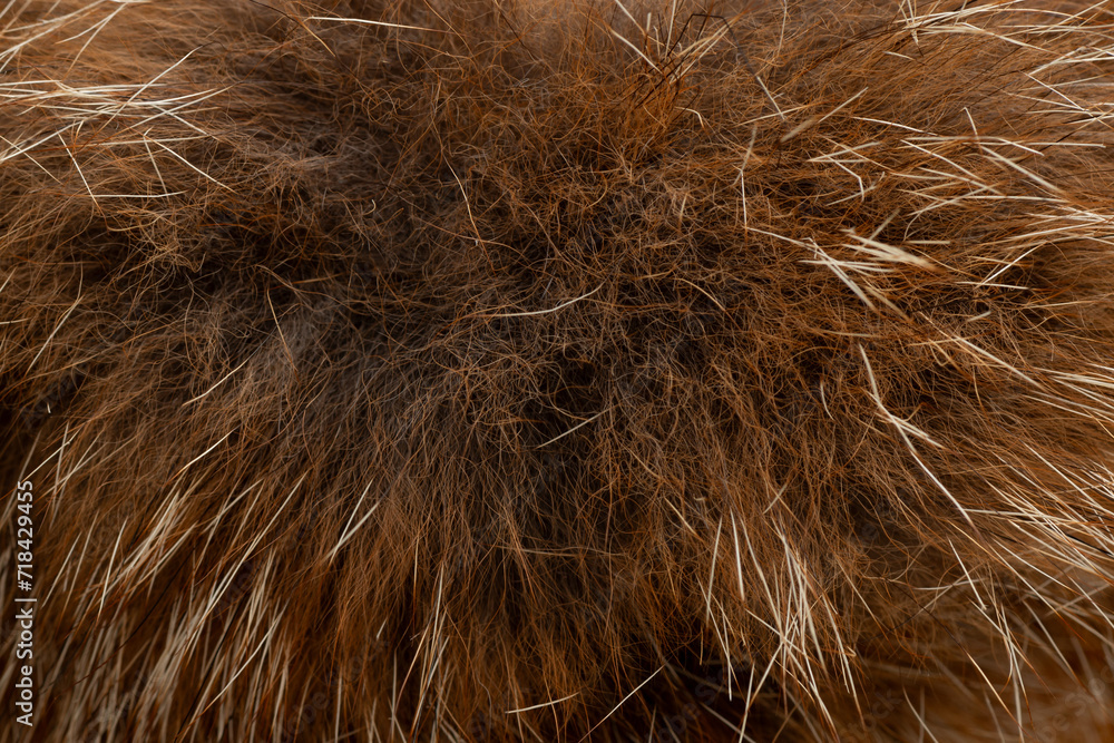 Macro close up of fox fur detail texture Macro close up of fox fur detail texture