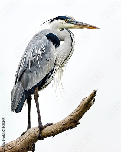 Majestic Grey Heron isolated on white background AI Generative