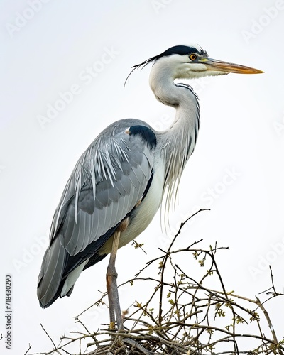 Portrait Grey Heron standing on small branches AI Generative