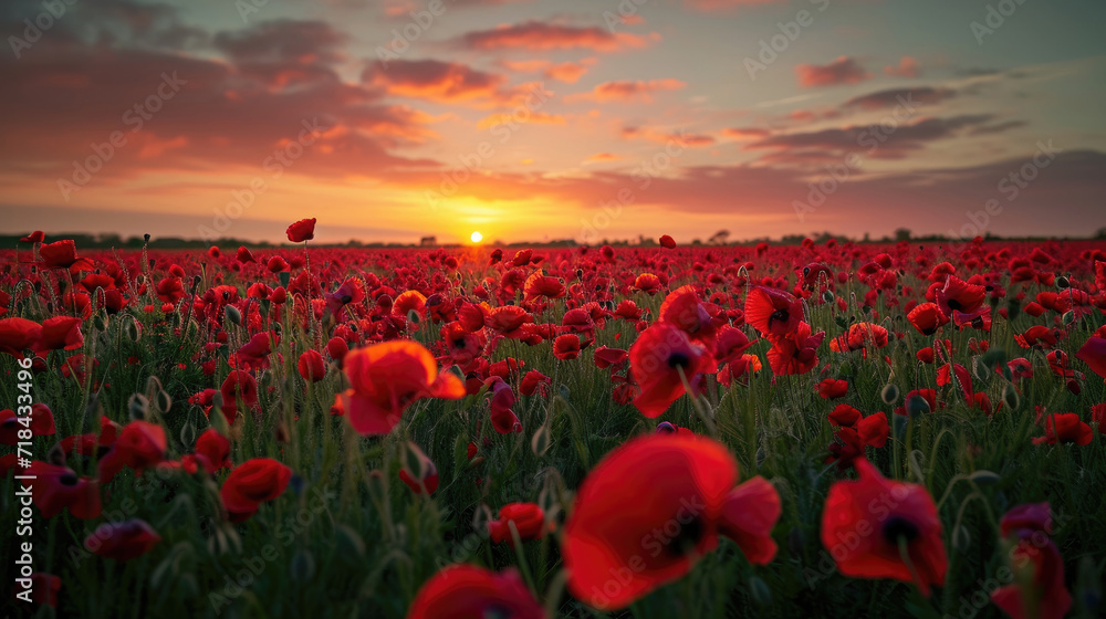 Majestic view of a field of poppies at sunset with beautiful sky