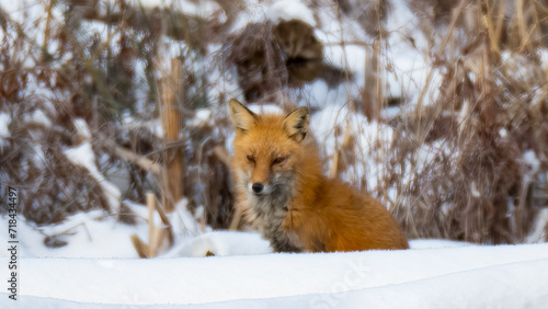Red Fox in snow and ice along a riverbank 