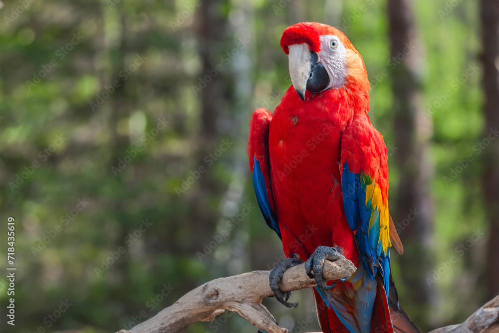 colorful scarlet macaw bird