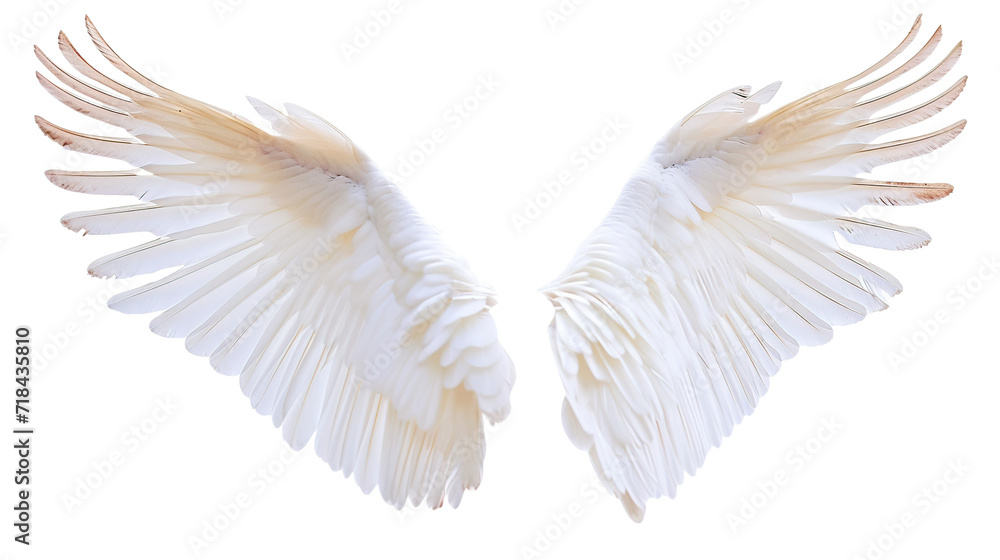 angel wings on transparent background - obrazy, fototapety, plakaty 