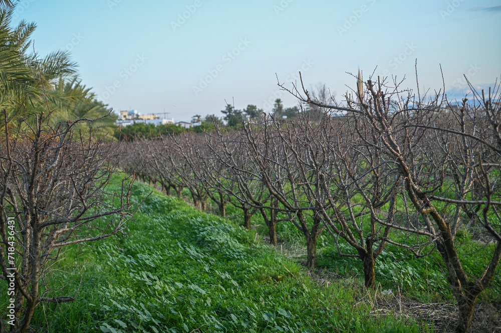 large plum garden in winter in Cyprus 2